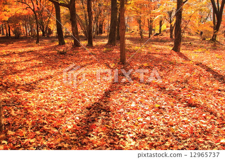 autumn autumn 12965737