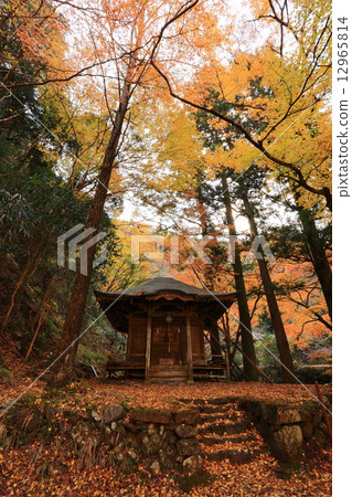 Horaiishi秋葉 12965814