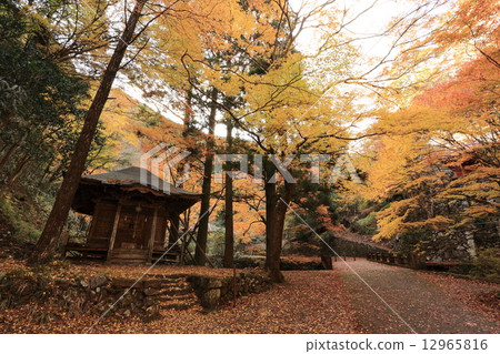 Horaiishi秋葉 12965816