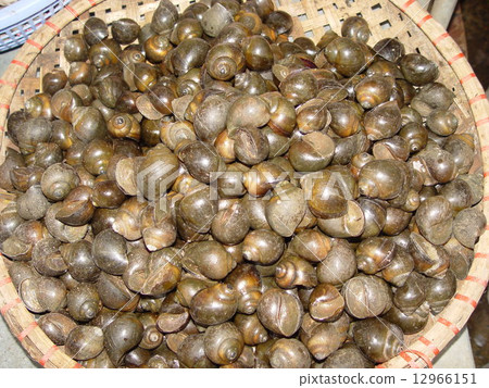 Tanishi (Hanoi / Vietnam) 12966151