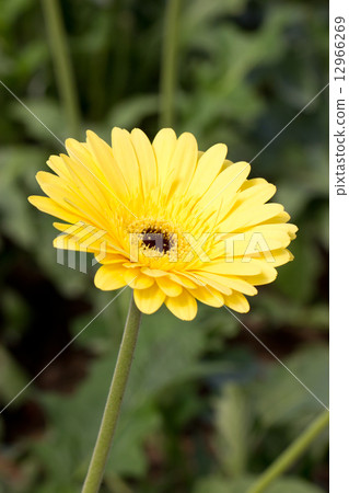 Yellow gerbera flower (Brilliance). 12966269