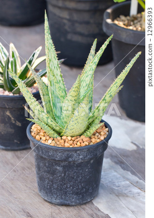 Succulent potted plant isolated on white. 12966393