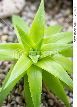 Close up of Succulent plant. 12966416