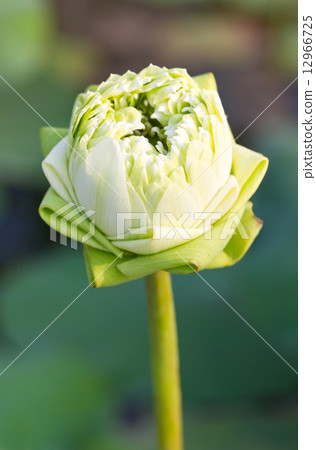 Green lotus flower. Green lotus flower. 12966725