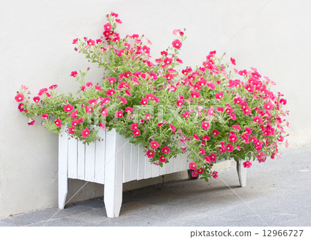 Petunia flowers in wooden pot. 12966727