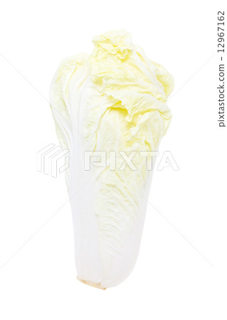Chinese cabbage isolated on white. Chinese cabbage isolated on white. 12967162