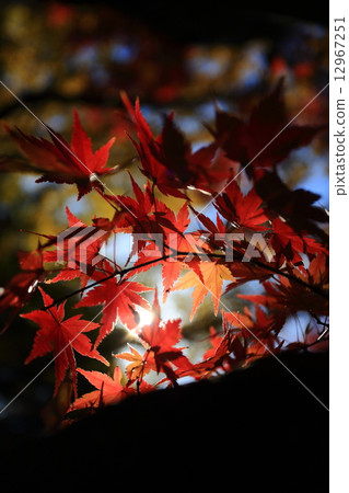 Kenshinping's autumn leaves Kenshinping's autumn leaves 12967251