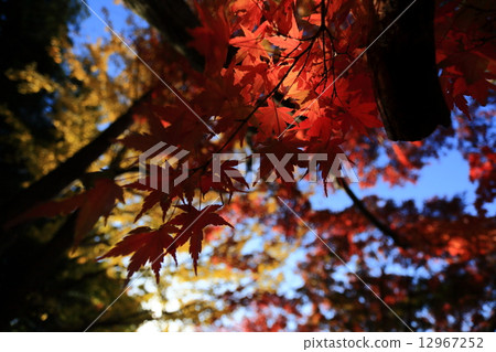 Kenshinping's autumn leaves Kenshinping's autumn leaves 12967252