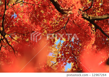 Kenshinping's autumn leaves 12967264