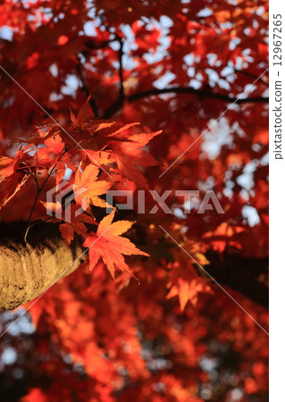 Kenshinping's autumn leaves Kenshinping's autumn leaves 12967265