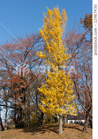 秋天的景色 12967430