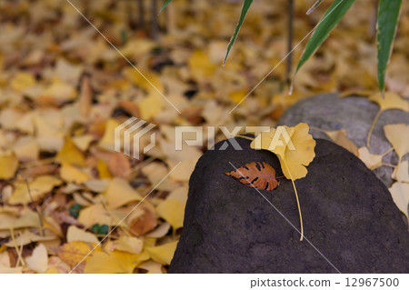 Ginkgo 12967500