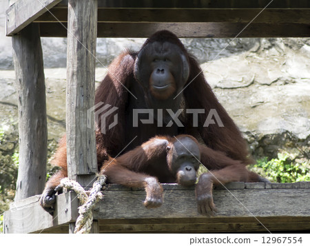 Bornean orangutan Coition. 12967554