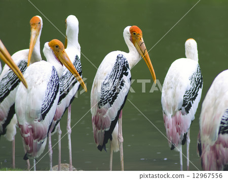 Painted Stork under Rain. Painted Stork under Rain. 12967556