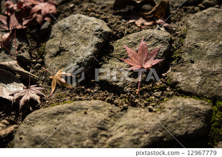 落葉3 12967779