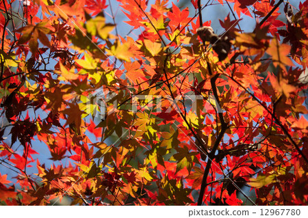 秋天的樹葉 12967780