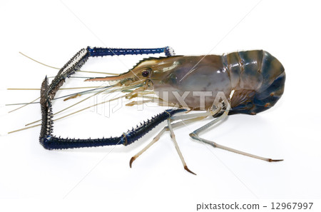 Giant Freshwater Prawn 12967997