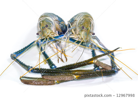 Giant Freshwater Prawn Giant Freshwater Prawn 12967998