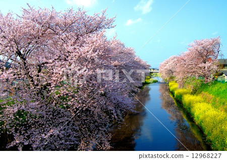 櫻花和油菜花和溪流 櫻花和油菜花和溪流 12968227