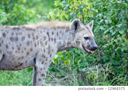 spotted hyena 12968375