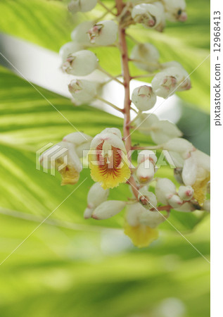 Ghetto Ghetto 12968413