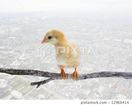 baby chick kids perching on dry tree branch isolated white backg 12968414