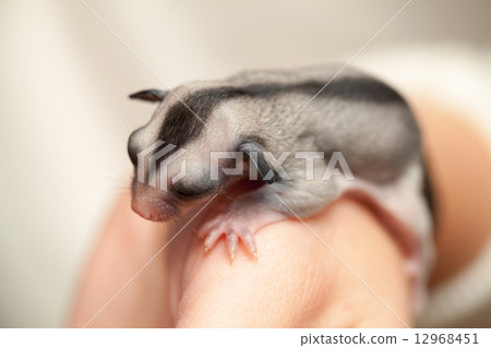 Arboreal gliding possum lays on the hand Arboreal gliding possum lays on the hand 12968451