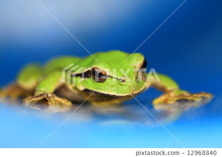 Frog Frog 12968840