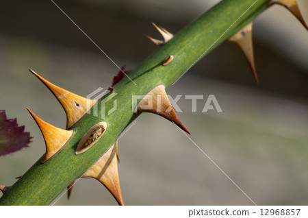 Thorns Thorns 12968857