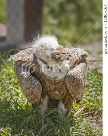 Headless eagle 12969167