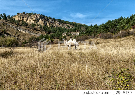 mountain camel 12969170