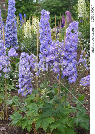 Lupine Lupine 12969504