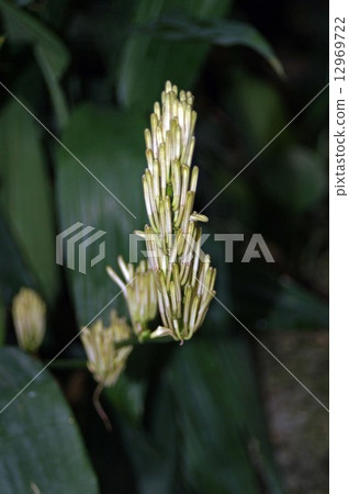 Dracena Tarioides 12969722