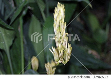 Dracena Tarioides Dracena Tarioides 12969723