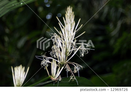 Dracena Tarioides Dracena Tarioides 12969726