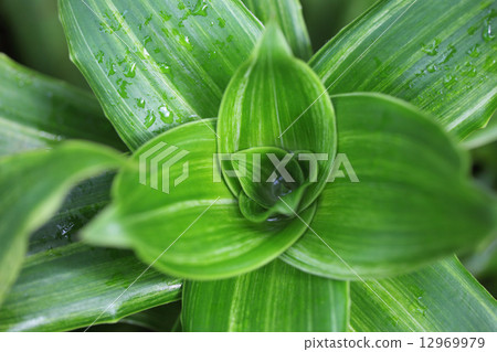 Calicia的葉子和雨滴·芬芳 12969979