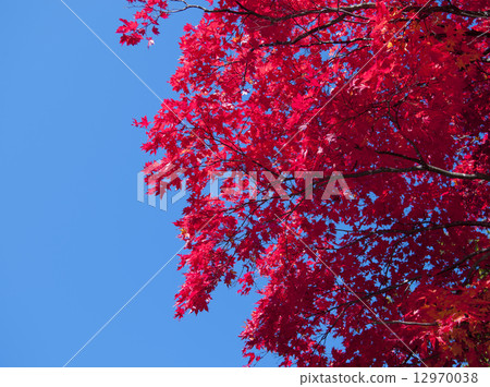 秋葉和藍天 12970038