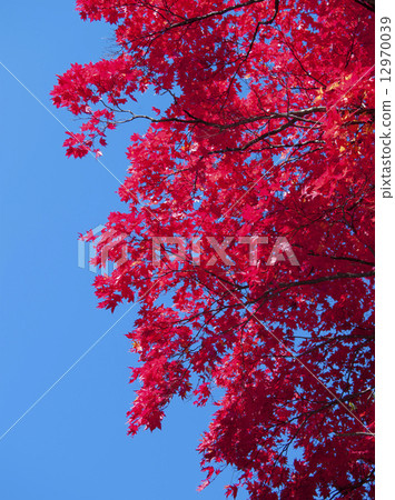 秋葉和藍天 秋葉和藍天 12970039