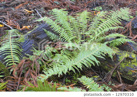 Fern in the mountains Fern in the mountains 12970310