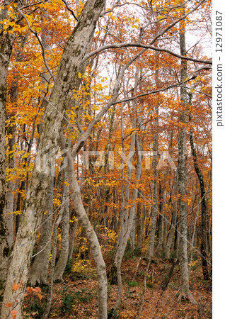 Beech forest that turns autumn 12971087