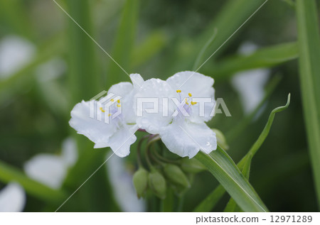 White Murasaki Yukusa 12971289