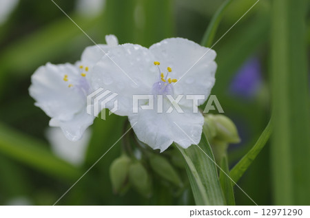 White Murasaki Yukusa 12971290