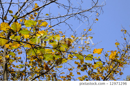 秋天的樹葉 12971296