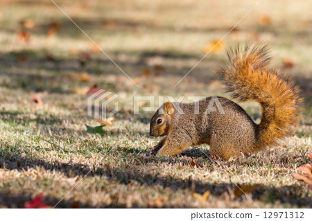 Squirrel filling the nuts in the ground and preparing for the winter 12971312