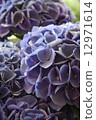 繡球花/西安 12971614