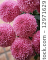 菊花 12971629