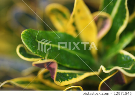 Croton leaves and raindrops Croton leaves and raindrops 12971845
