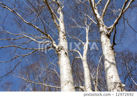 Oku Nikko Yumoto's white white birch trunk 12972692