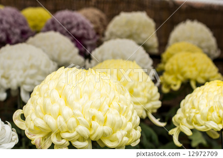 Yellow big chrysanthemum flowers 12972709