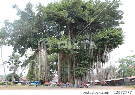 A large tree of Munddu temple 12972777